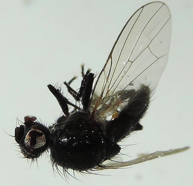 Unidentified look-alike species.